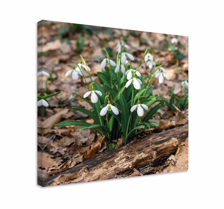 Canvas schilderij bloemen en planten sneeuwklokjes bloei - TenStickers