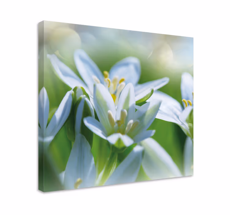 Canvas schilderijen bloemen Weide van prachtige sneeuwklokjes - TenStickers