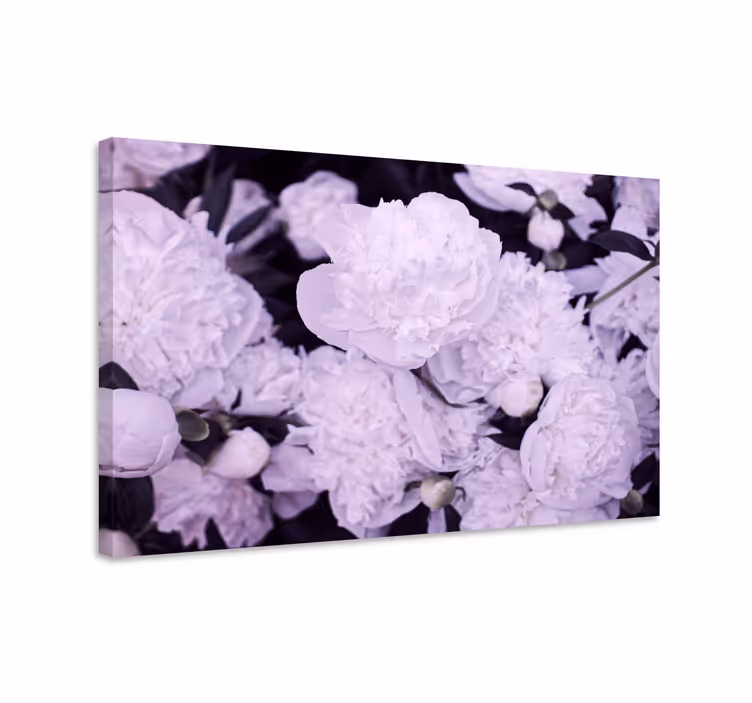 Canvas schilderij bloemen en planten paarse pioenrozen - TenStickers