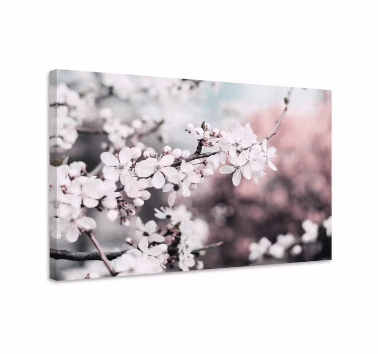 Witte kersenbloesem Canvas schilderij bloemen en planten - TenStickers