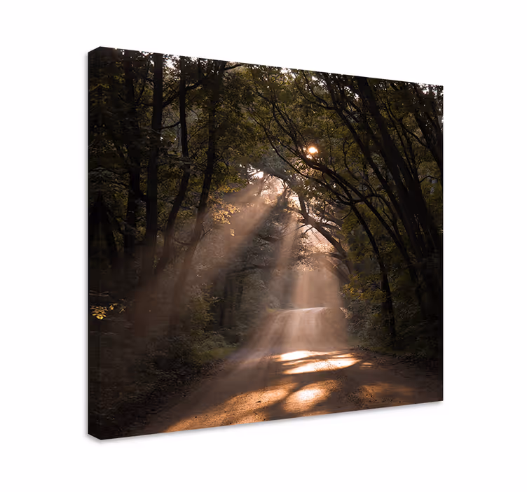 Canvas landschap zonneschijn bospad - TenStickers