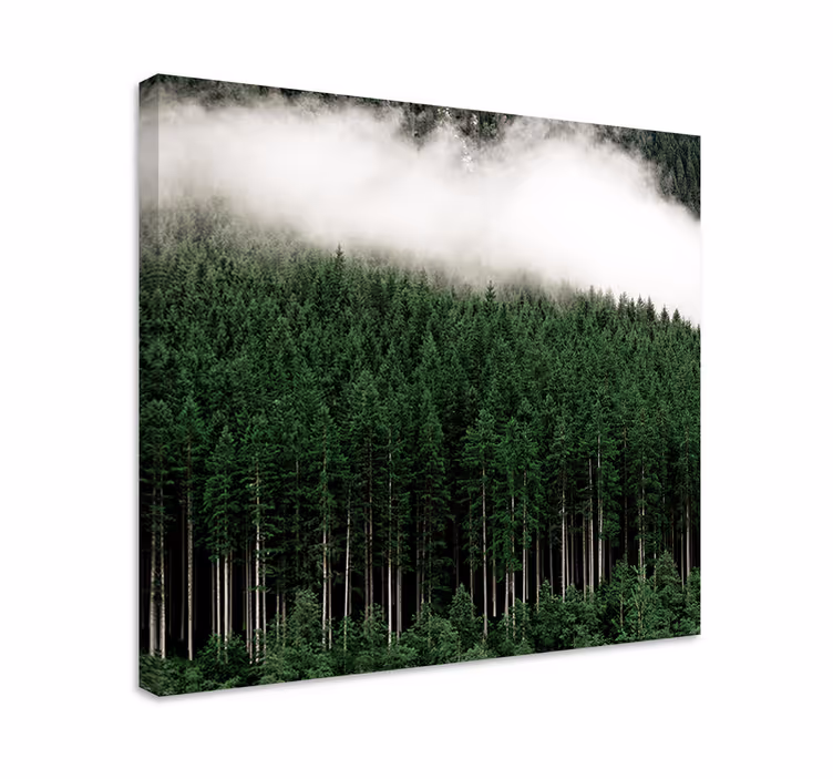 Canvas bomen mistig groenblijvend bos - TenStickers