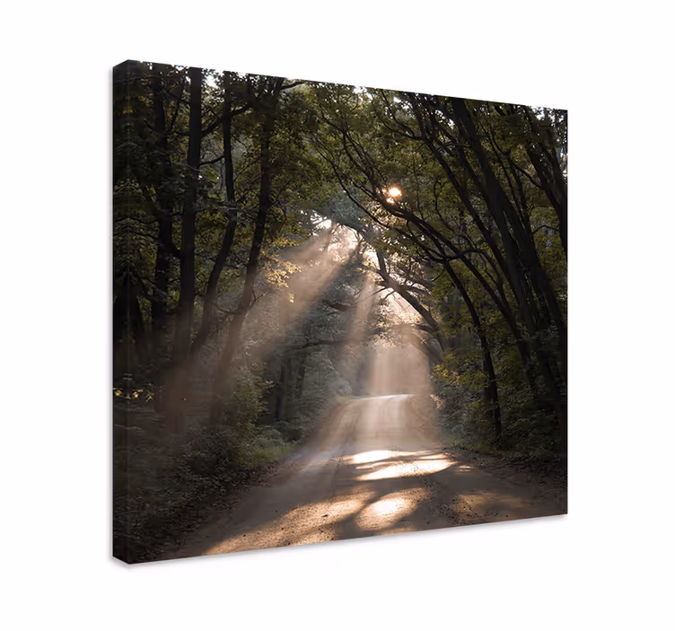 Canvas landschap zonnig bospaadje - TenStickers