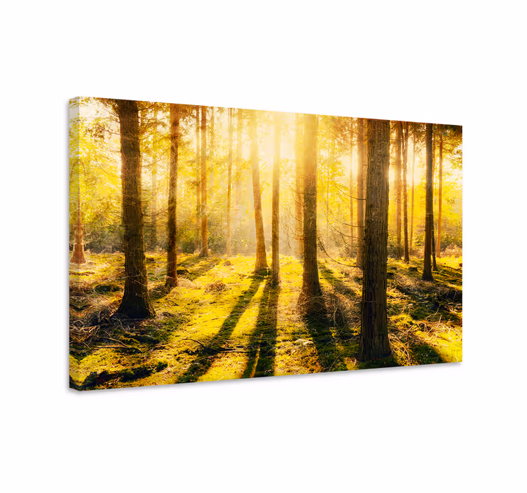 Canvas landschap zonnig boslandschap - TenStickers