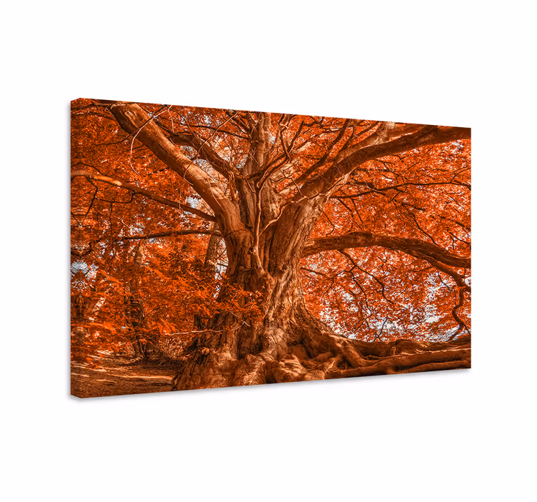 Canvas bomen prachtig herfstloof - TenStickers