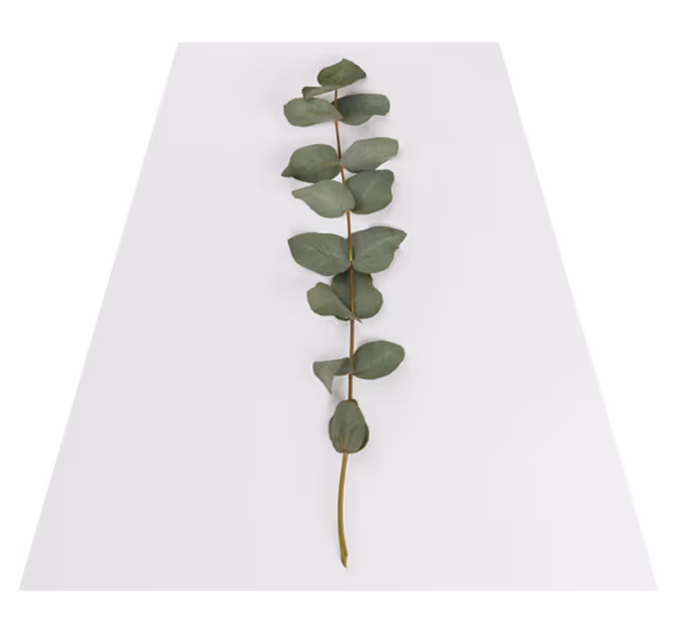 Vinyl tapijt bloemen en planten eucalyptusbladeren - TenStickers