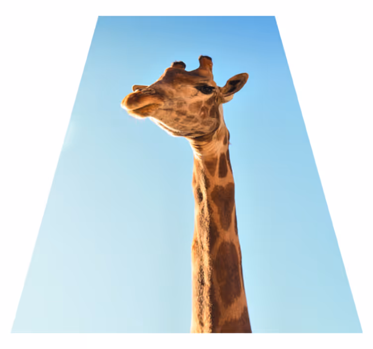 Giraffenkopfoto dieren vinyl tapijt - TenStickers