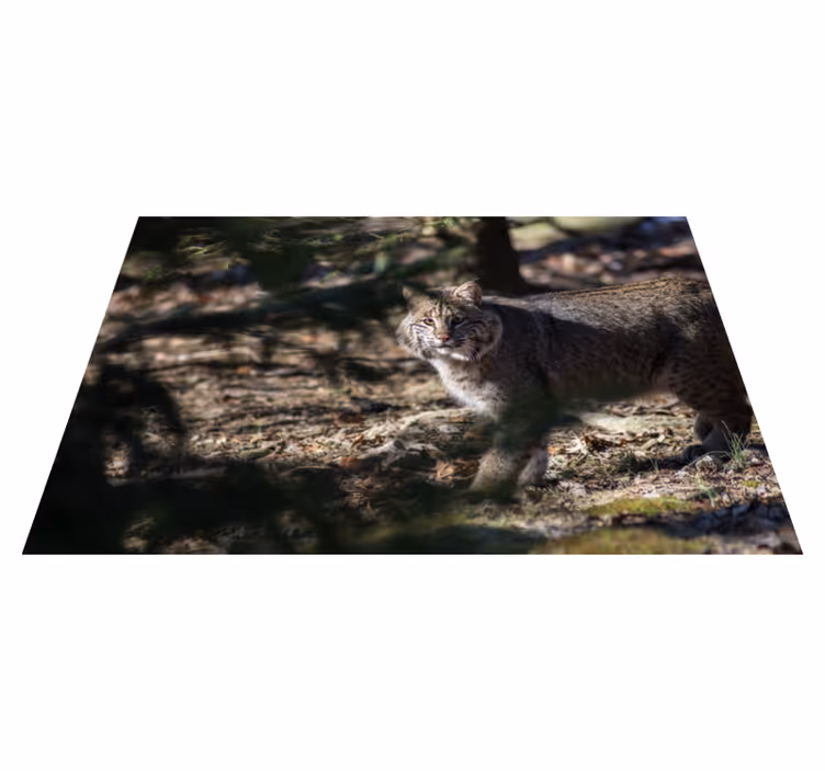 Scène met wilde kat dieren vinyl tapijt - TenStickers