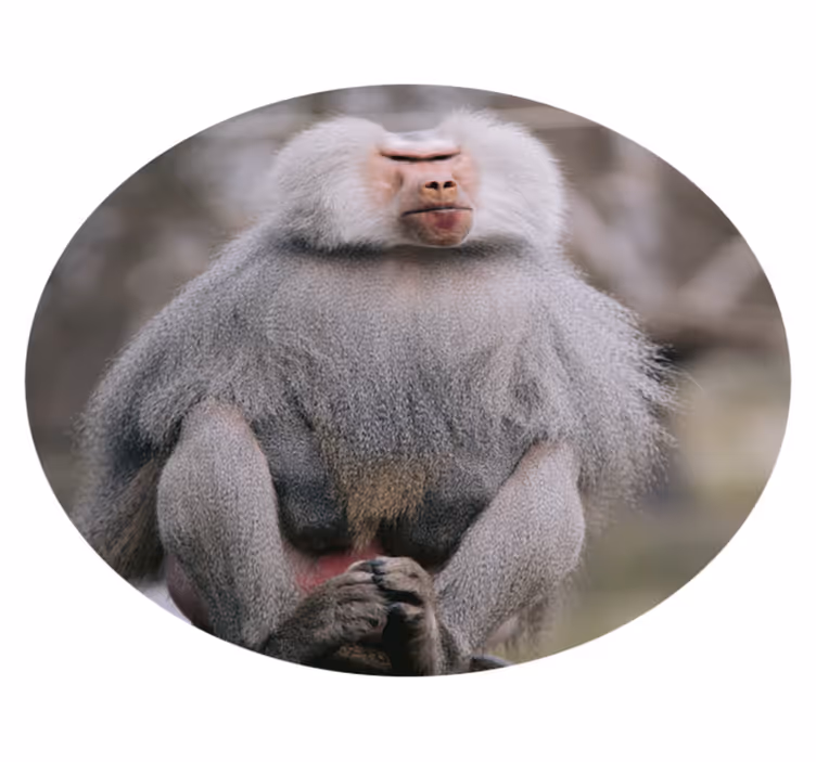 Bavianen die rustig zitten dieren vinyl tapijt - TenStickers