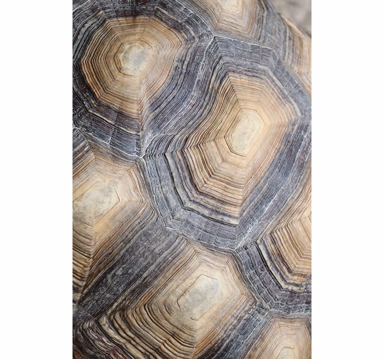 Behang woonkamer schildpad schaal - TenStickers