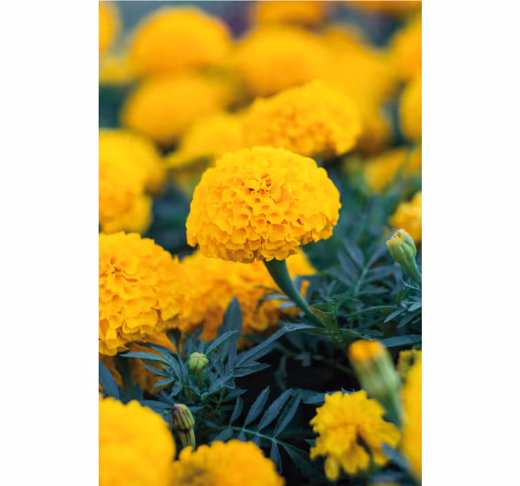 Bloemen behang gele goudsbloem bloesems - TenStickers