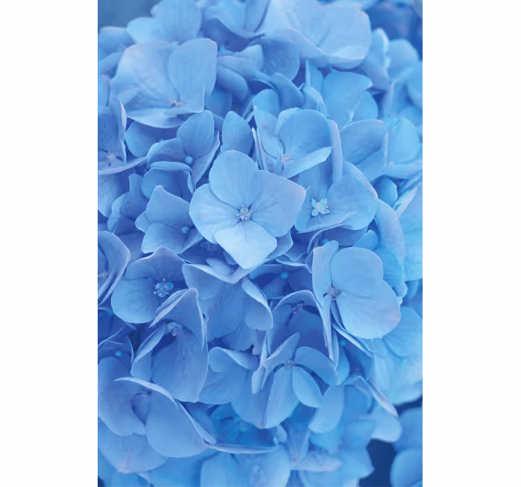 Bloemen behang hortensia bloem - TenStickers