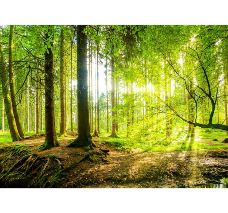 Rolgordijn bomen weelderige bergvallei - TenStickers