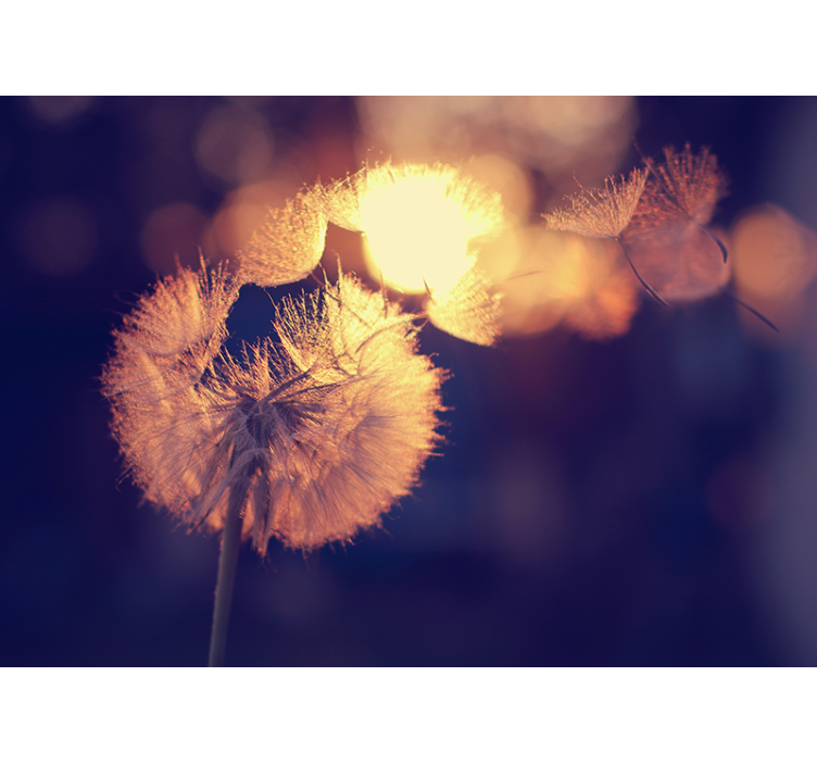 Keuken rolgordijn paardenbloemdesign - TenStickers