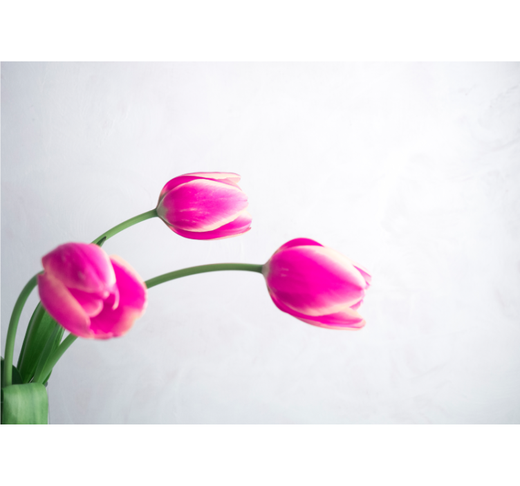 Wit rolgordijn drie tulpen op witte achtergrond - TenStickers