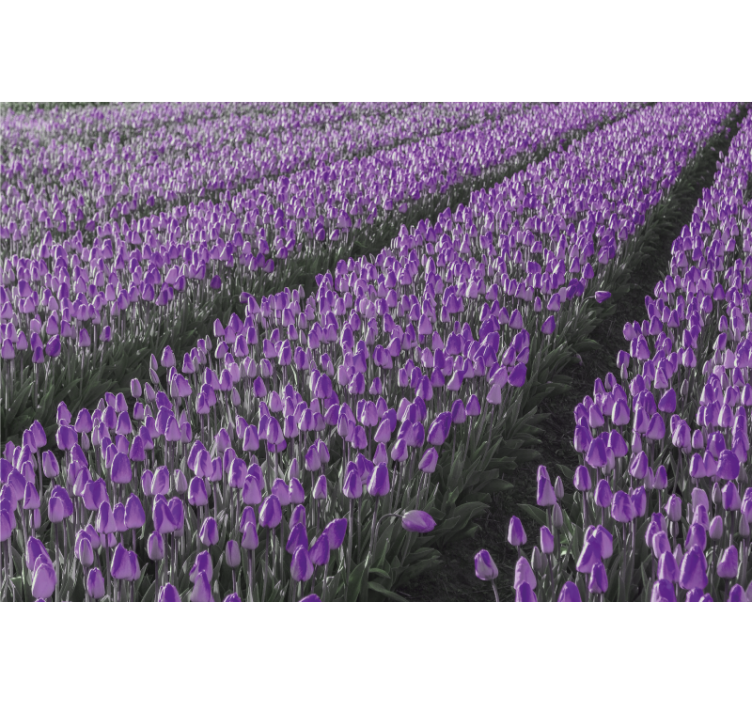Rolgordijn woonkamer tulpenlijn veld - TenStickers