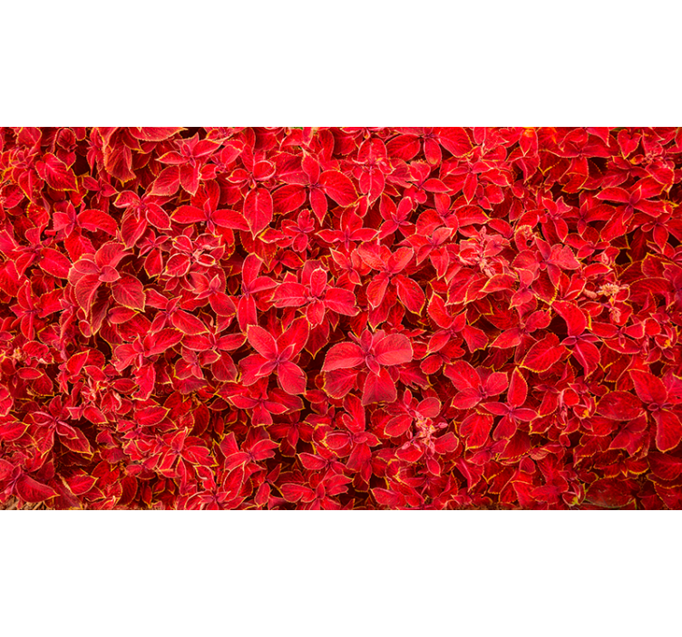 Rood rolgordijn met bloemblaadjespatroon - TenStickers