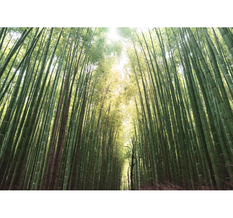 Rolgordijn woonkamer bamboo bos zen - TenStickers