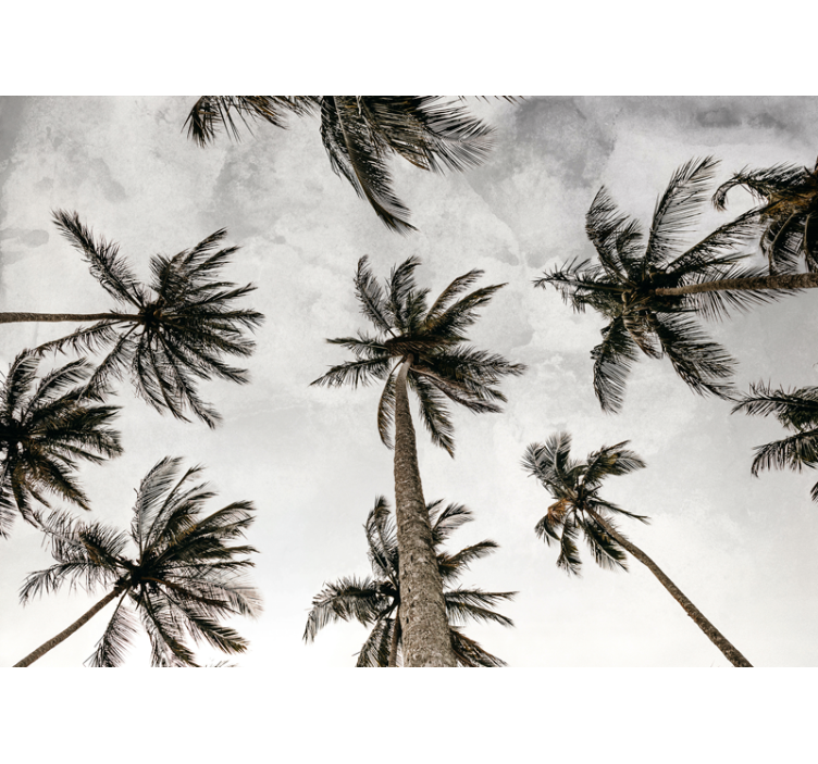 Rolgordijn grijs met lage hoekfoto van palmbomen - TenStickers