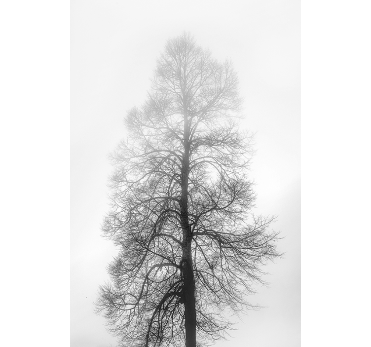 bomen rolgordijnen Grijsschaal - TenStickers