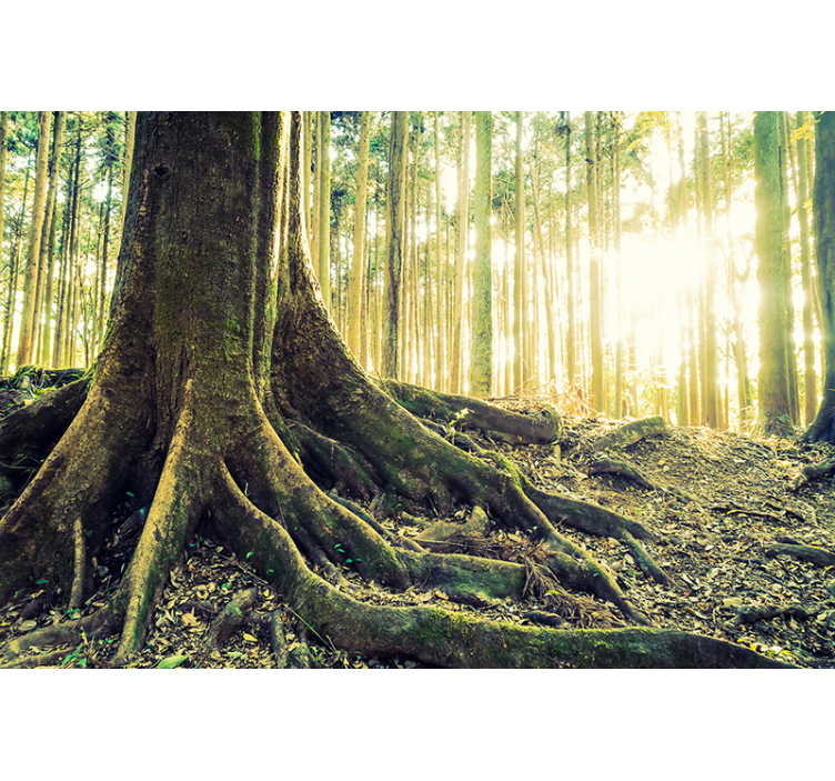 Majestueuze boswortels rolgordijn bomen - TenStickers
