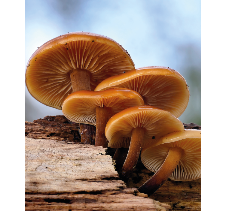 Groei van paddenstoelen rolgordijn bloemen en planten - TenStickers