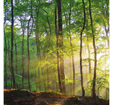 Rolgordijn bomen natuurlijk licht in het bos - TenStickers