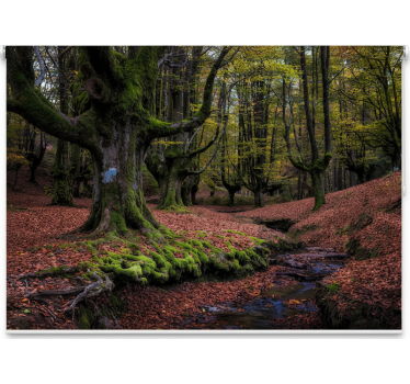 Rolgordijn bomen betoverend herfstbos - TenStickers