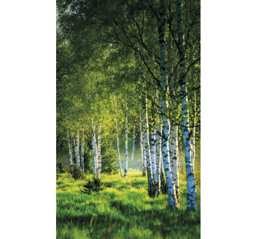 Rolgordijn bomen berkenbos modern - TenStickers