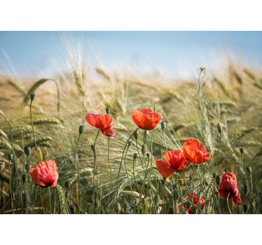 Rolgordijn woonkamer poppies in zomer tarwe - TenStickers