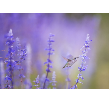Rolgordijn woonkamer bloemen met vogel - TenStickers
