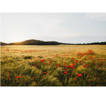 Rolgordijn woonkamer maanveld bij zonsondergang - TenStickers