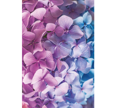 Hortensia bloemblaadjes tros rolgordijn bloemen en planten - TenStickers