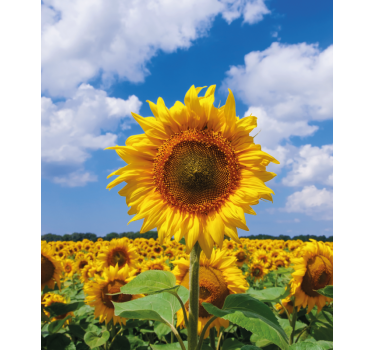 Zonnebloemveld scène rolgordijn bloemen en planten - TenStickers
