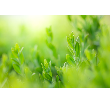 Weelderig groen beeld rolgordijn bloemen en planten - TenStickers