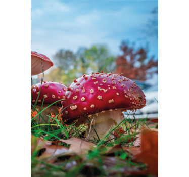 Levendige rode paddenstoelen rolgordijn bloemen en planten - TenStickers