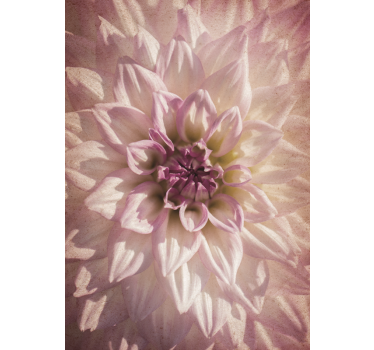 Delicate bloei rolgordijn bloemen en planten - TenStickers