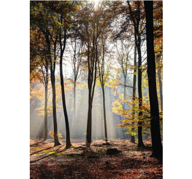 Zonnig boslandschap rolgordijn bomen - TenStickers