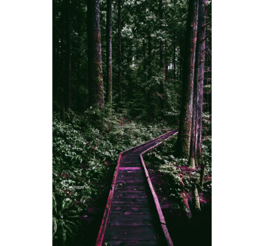 Rolgordijn bomen forest pathway - TenStickers