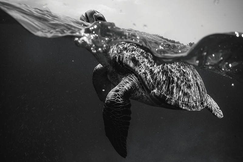 Houten placemat schildpad onderwater scène - TenStickers