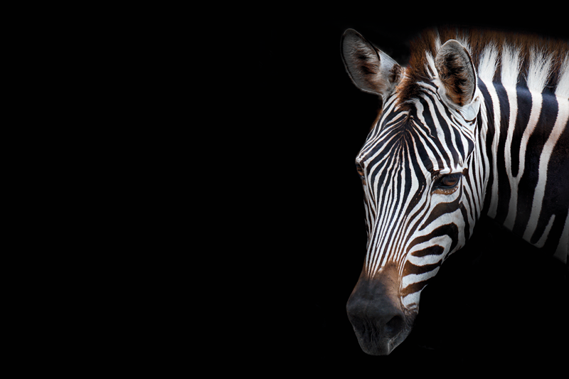 Originele placemat zebra hoofd close-up - TenStickers