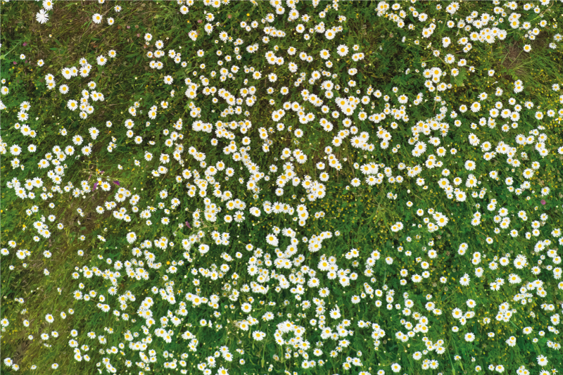 Houten placemat met vers bloemenpatroon - TenStickers