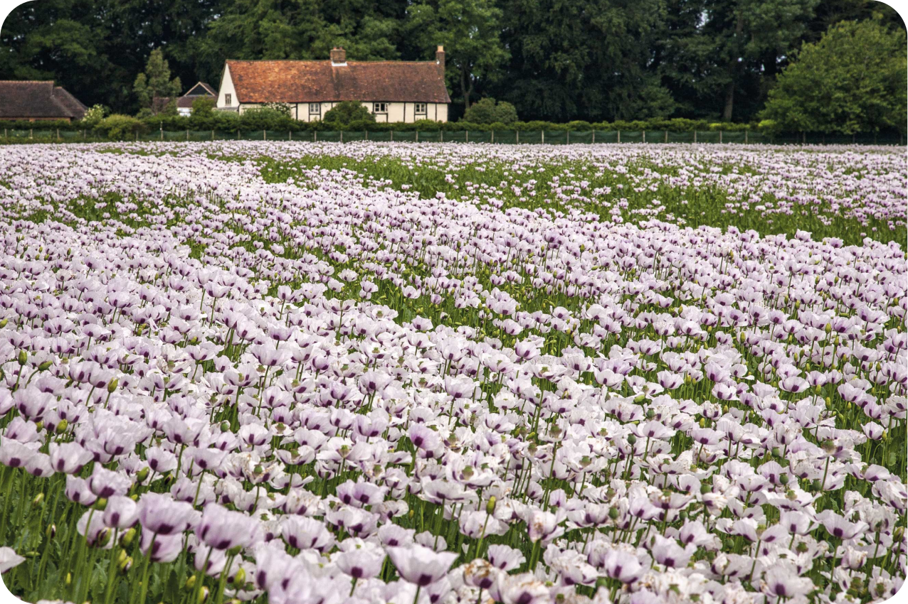 Originele placemat lavendel bloemenveld - TenStickers