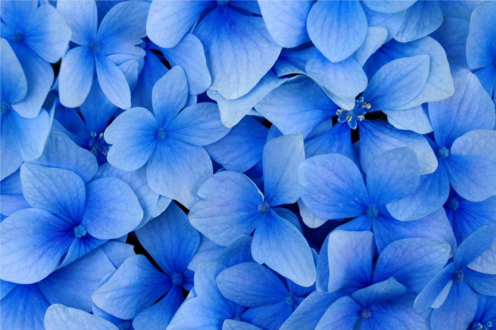 Houten placemat hortensia bloemblaadjes patroon - TenStickers