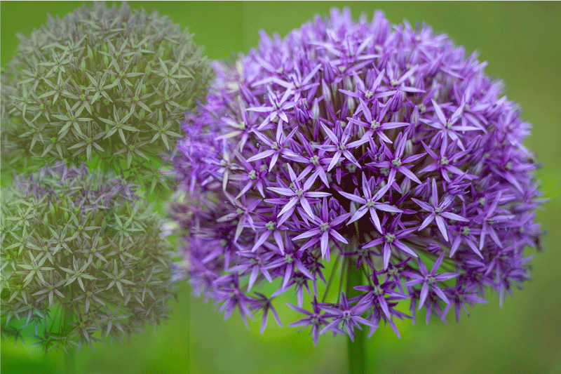 Houten placemat met levendige paarse bloemen - TenStickers