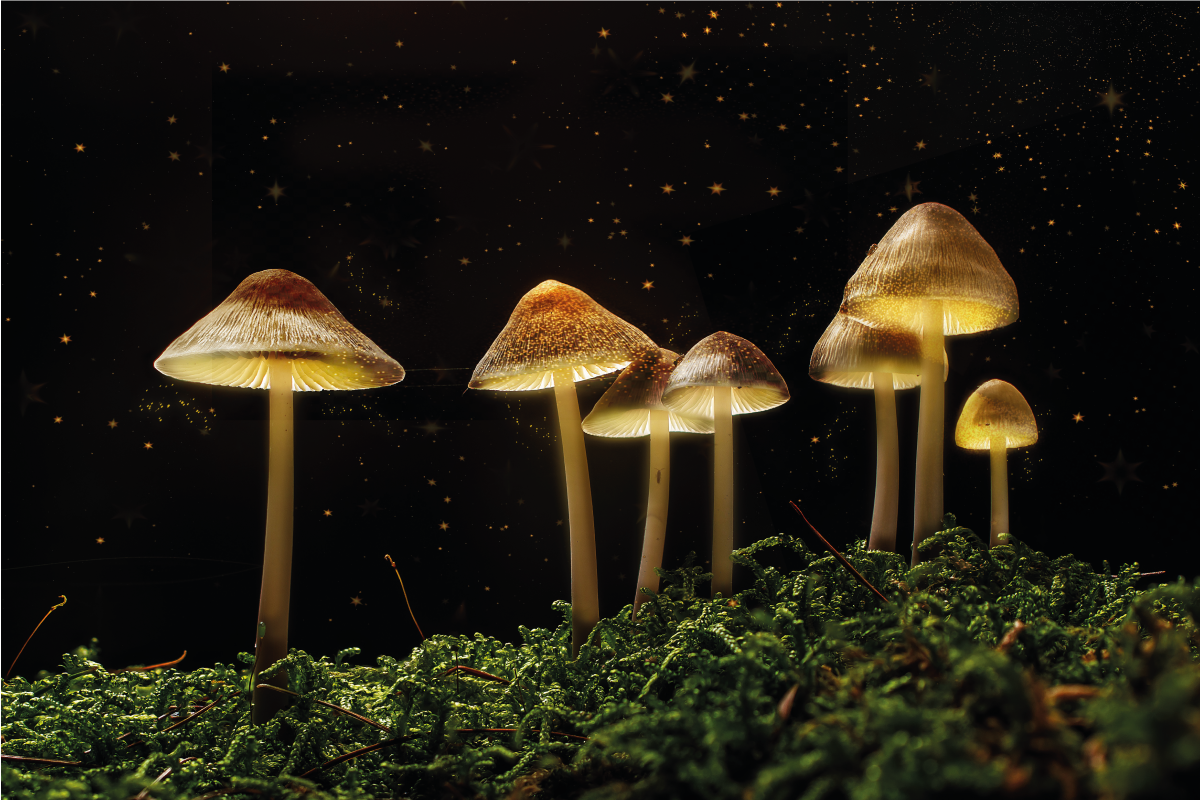 Originele placemat paddenstoelen in de nacht - TenStickers