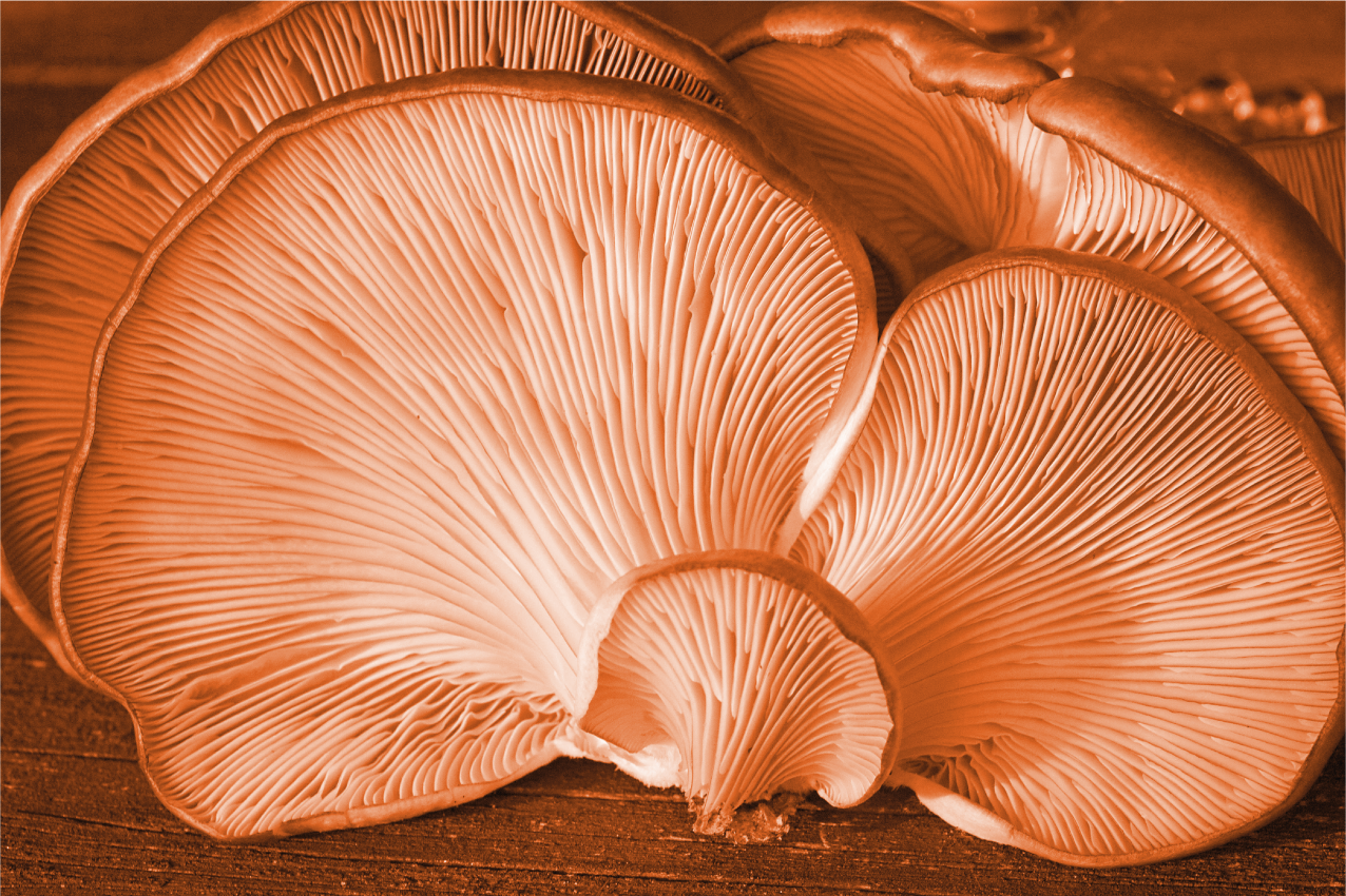Houten placemat paddenstoelen keukenelementen - TenStickers