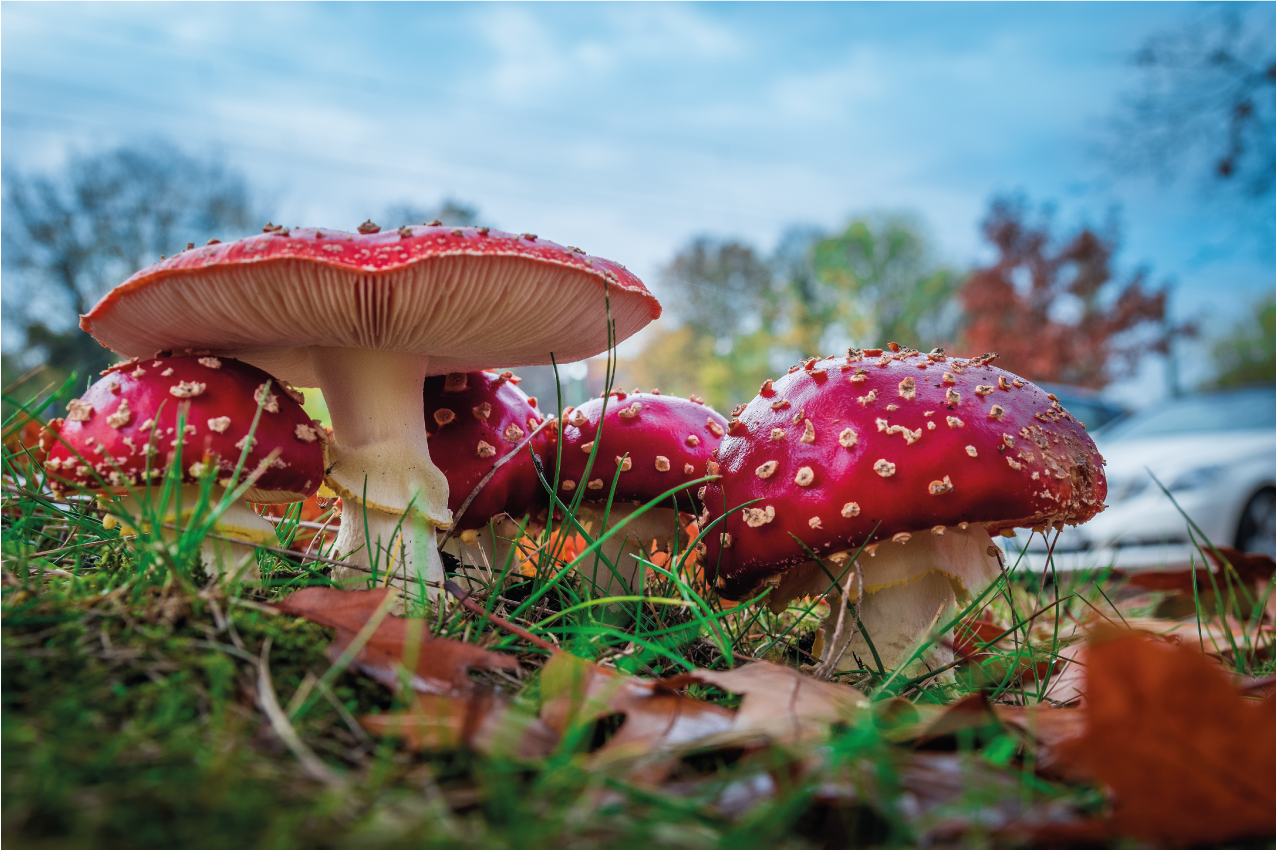 Moderne placema paddenstoelen culinaire scene - TenStickers