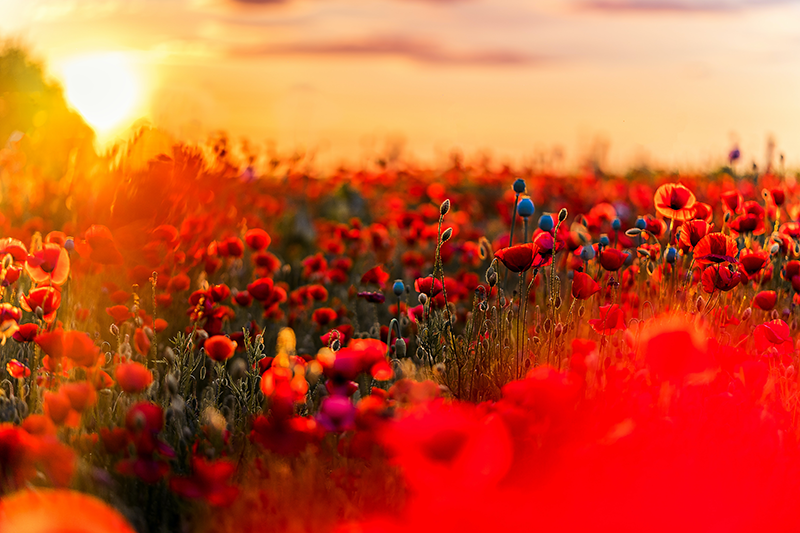 Houten placemat poppy field sereniteit - TenStickers