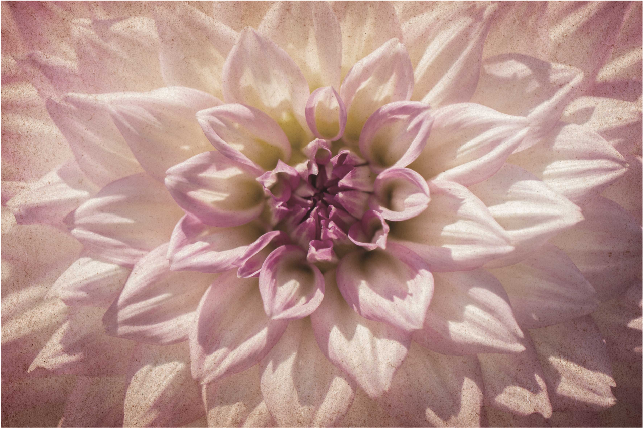 Originele placemat delicaat bloemendecoratie - TenStickers
